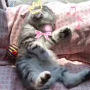 天蝗陛下虚坤菜菜子