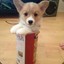 Corgi cup