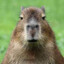 capybara 1er