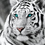 Lycan!cs - steam id 76561197965586440
