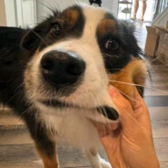 米饭依旧一大碗