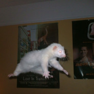 FerretFlyer