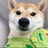 帅昶嘎你腰子nb