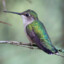 Hummingbird