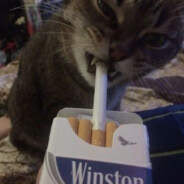 ⇜ᴅ ᴇ ᴍ ʀ ᴇ ɪ ᴛ ⇝