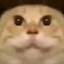 和艾露猫一起姓艾
