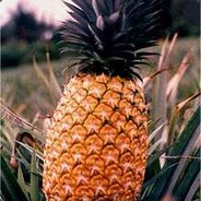 The Pineapple8247™