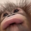 OreoH