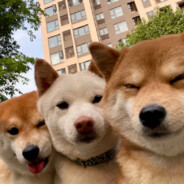 景艺景艺