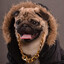 Yung Pug