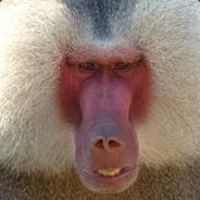 Player avatar