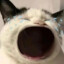 北