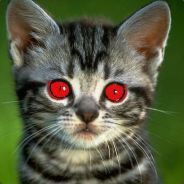 Fluffy Death Kitten - steam id 76561197971782810
