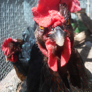 Aroµ - steam id 76561198220367465