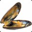 Mussel