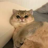 皮蛋廋肉粥只有rou