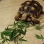 Gassed Up Tortoise