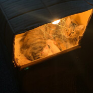 图图别回头我是牛爷爷