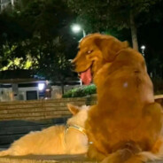 十三岁美少女门酱