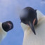 Bird in a Tux