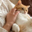 Comfy Cat