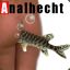 Analhecht