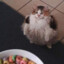 Lööp Craver