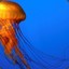 itsajellyfish