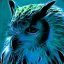 Skittish Owl