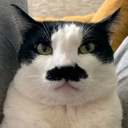 luissaster