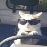 老击败你草鱼狼吗