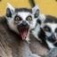 Angry Lemur