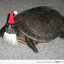 Santa Turtle