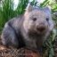The Fat Wombat