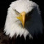 TheFatHawk