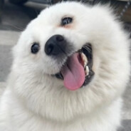 显赫刀剑来世再见