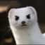 Angery Weasel Boi