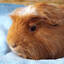 Crested Guinea Pig