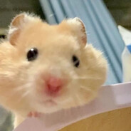 别杀我了 球球了