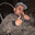 𝐋𝐜$