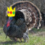 Turkey King