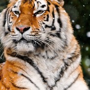 king elite-NA'VI S1mple ez katka