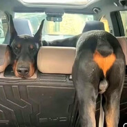 Dawg