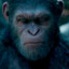 BBC Monkey