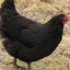 Supermassive black fowl