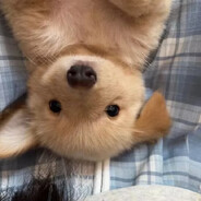 白格