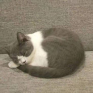 有只英短叫九月