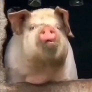 港澳第一靓仔￣oo￣