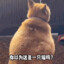 我不是猫