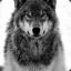 Kwolf